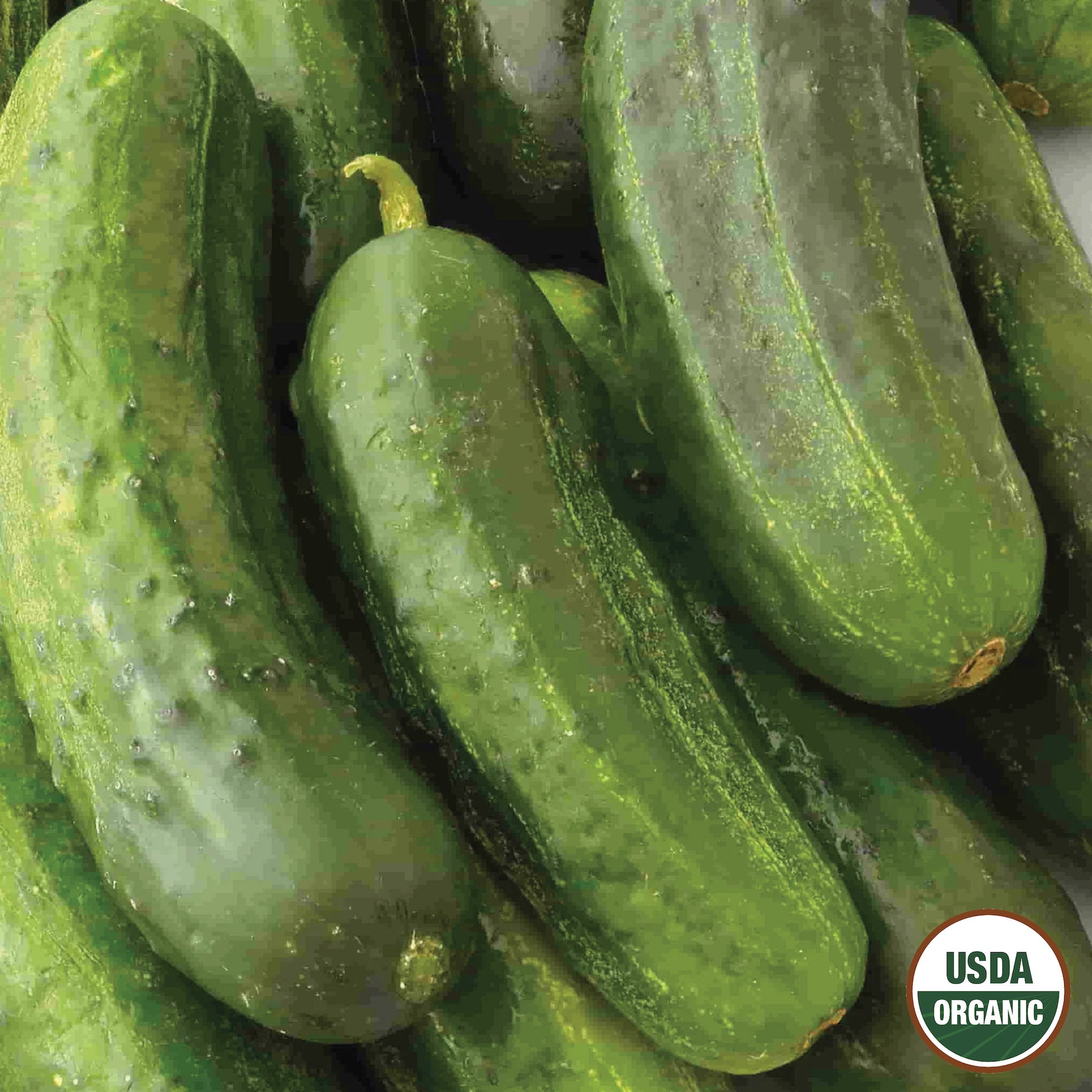 A group of fresh green cucumbers with the USDA Organic label.